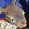 Brer Rabbit